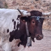 Dario Jimenez